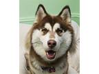 Adopt Pippa a Brown/Chocolate - with White Alaskan Malamute / Husky / Mixed dog