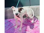 Adopt MIHLO a Pit Bull Terrier, Mixed Breed