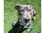 Adopt SHY a Pit Bull Terrier