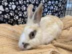 Adopt TAYLOR SWIFT a Bunny Rabbit