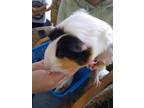 Adopt PUMPKIN a Guinea Pig