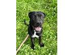 Adopt POOKIE a Boxer, Mixed Breed