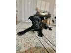 Adopt Harley a Labrador Retriever / Hound (Unknown Type) / Mixed dog in
