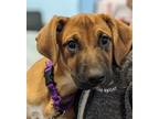 Adopt Aruba a Boxer, Coonhound