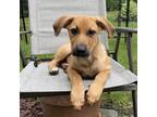 Adopt Reggie a Tan/Yellow/Fawn Shepherd (Unknown Type) / Mixed dog in Staten