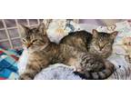 Adopt Wobbles & Patch (Bonded) a Domestic Short Hair