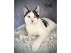 Adopt York a Black & White or Tuxedo Domestic Shorthair / Mixed (short coat) cat