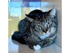 Adopt MAIZE a Domestic Short Hair