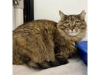 Adopt Honey Bee a Domestic Long Hair