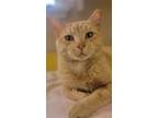 Adopt Whiskers a American Shorthair