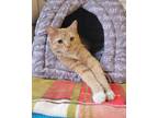 Adopt Paloma a American Shorthair