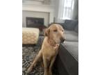 Adopt Grapeview / Cookie a Labrador Retriever