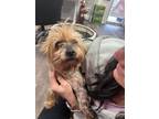 Adopt Hallie (bonded with Hope, must be adopted together) a Yorkshire Terrier