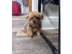 Adopt Hope (bonded with Hallie, must be adopted together) a Yorkshire Terrier