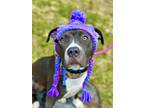 Adopt Winifred a Pit Bull Terrier