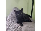 Adopt Spunky a All Black Domestic Shorthair / Mixed (short coat) cat in Hammond