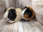 Adopt Angel & Precious a Guinea Pig
