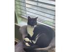 Adopt Toulouse a Black & White or Tuxedo Domestic Mediumhair / Mixed cat in