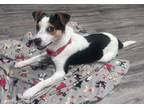 Adopt Oreo a Jack Russell Terrier