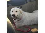 Adopt Honey Bear coming soon a White - with Tan, Yellow or Fawn Great Pyrenees /