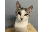 Adopt Rue a White Domestic Shorthair / Mixed cat in Brattleboro, VT (38413846)