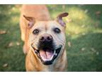 Adopt LUNA a Pit Bull Terrier