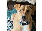 Adopt Layla a Labrador Retriever / Hound (Unknown Type) dog in Norristown