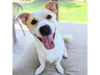 Adopt Stanley Yelnats a White - with Tan, Yellow or Fawn Mixed Breed (Medium) /
