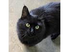 Adopt Mirrorball a All Black Domestic Longhair / Mixed cat in Shawnee