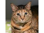 Adopt Marvel a Domestic Short Hair