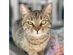 Adopt Molly a Domestic Short Hair