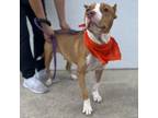 Adopt Beautiful a Brown/Chocolate American Staffordshire Terrier / Mixed dog in