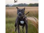 Adopt Zilla a Pit Bull Terrier