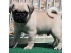 Pug Puppy for sale in Dallas, TX, USA