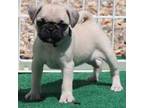 Pug Puppy for sale in Dallas, TX, USA