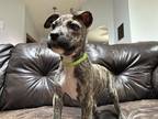 Adopt Harper a Brindle - with White Terrier (Unknown Type