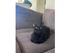 Adopt Rose Gato a All Black Domestic Shorthair / Mixed (short coat) cat in