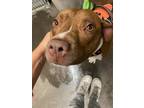Adopt Polly in CT a Red/Golden/Orange/Chestnut - with White Pit Bull Terrier /