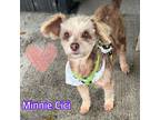 Adopt Minnie Cici a Poodle