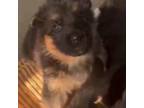 German Shepherd Dog Puppy for sale in La Puente, CA, USA