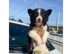 Border Collie Puppy for sale in La Puente, CA, USA