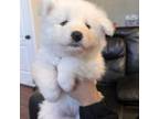 Samoyed Puppy for sale in La Puente, CA, USA