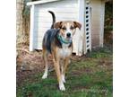 Adopt Yoddie 9680 a Beagle