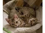 Adopt Stockholm and Denver a Brown Tabby Domestic Shorthair / Mixed (short coat)