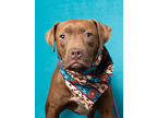 Adopt Shemp a Pit Bull Terrier, Mixed Breed