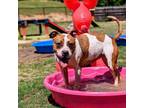 Adopt Puzzles a Pit Bull Terrier