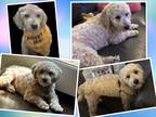 Adopt Marley - N.TX a White Bichon Frise / Mixed dog in Tulsa, OK (38602715)