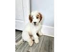 Adopt Gunner a White - with Brown or Chocolate Goldendoodle dog in Raleigh