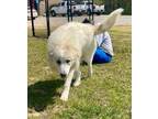 Adopt Dixie a Great Pyrenees