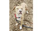Adopt Flo a Pit Bull Terrier